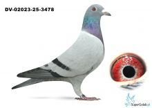 DV-2023-25-3478  100 % Van DICK