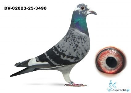 DV-2023-25-3490  podwójny wnuk OLIMPIADE 394 - Roeper