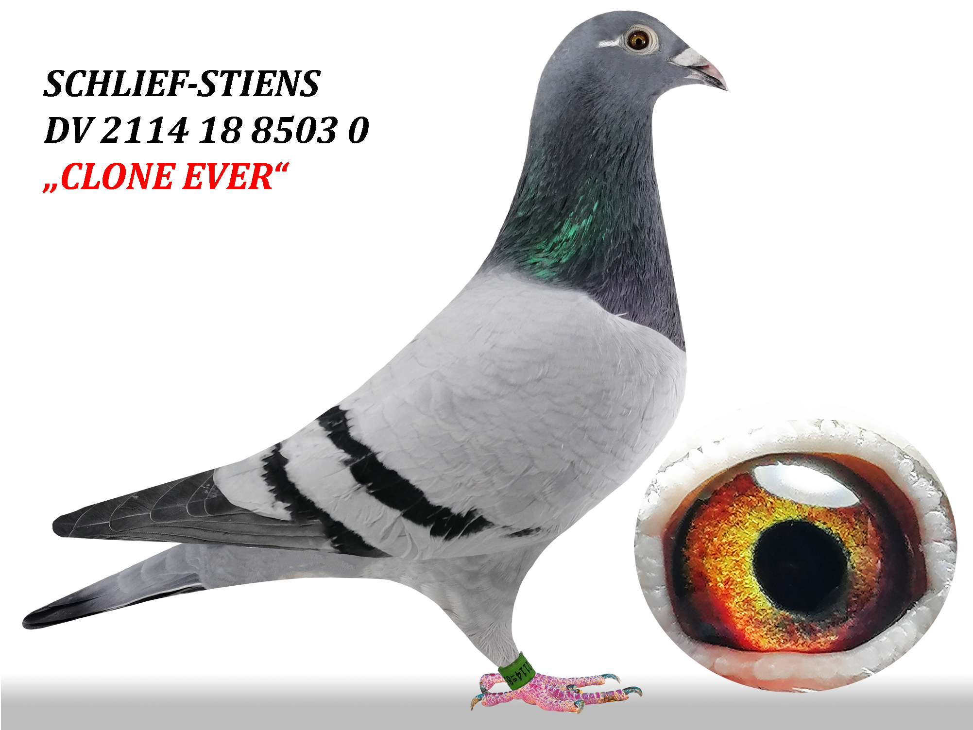 DV 2114 18 8503 Professional Pigeon Auction Portal Pigeons From dv-2114-18-8503-professional-pigeon-auction-portal-pigeons-from