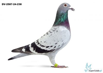 DV-2587-24-238