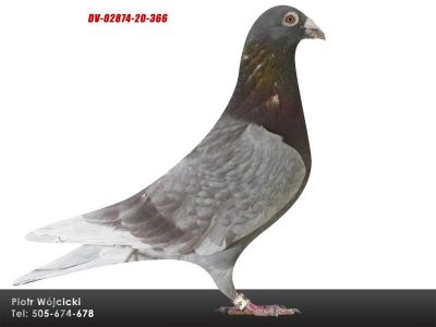 DV-2874-20-366 Klasper-stara linia Janssen-Oude Merx, Jonge Merx,019