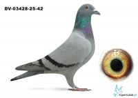 DV-3428-25-42 - wnuk Rote Asa 217