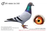 DV-4444-14-310 - likwidacja hodowli