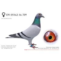 DV-5162-16-709, z hodowli Johannes Jakobs