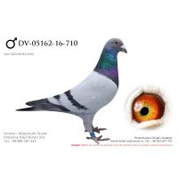 DV-5162-16-710, z hodowli Johannes Jakobs