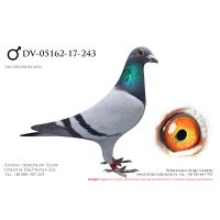 DV-5162-17-243, z hodowli Johannes Jakobs.