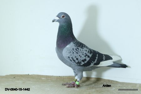 DV-540-15-1442  Arden