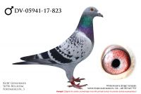 DV-5941-17-0823, z hodowli Kurt Gensheimer, oryg Koopman, inbred