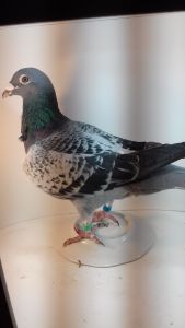 DV-7814-16-398 Sottor-linia Olimpiade 003 i Dicaprio