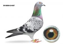 DV-8084-24-867 - gołąb lotowany na WG Usedom -SAMICA