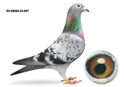 DV-8084-24-867 - gołąb lotowany na WG Usedom -SAMICA