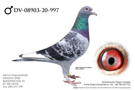 DV-8903-20-997 - Dany van Dyck linia Di Caprio, Olympic Niels