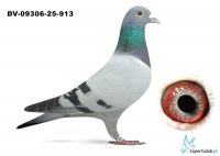 DV-9306-25-913 - 3 k/3221 gołębi - 343 km