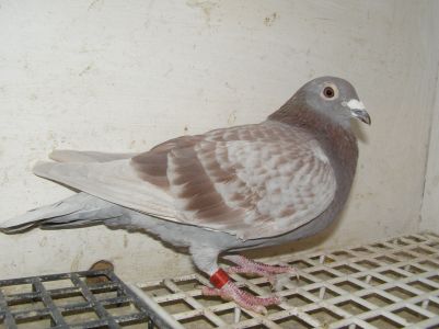 Eijerkamp Janssen 0262-17-4024, samica