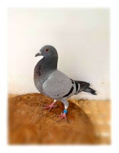 Emil Jędrzejewski - aukcja charytatywna