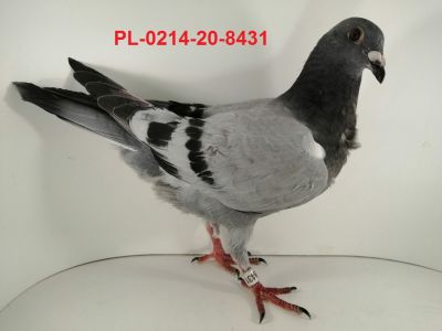 FLOREK  RYSZARD  PL-0214-20-8431   LINIA 