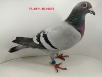 FLOREK RYSZARD PL-0411-16-10878 SAMICA LINIA