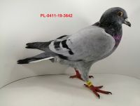 FLOREK RYSZARD PL-0411-19(20)-3642 LINIA