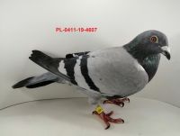 FLOREK RYSZARD PL-0411-19-4607 SAMICA LINIA GOŁĘBIA