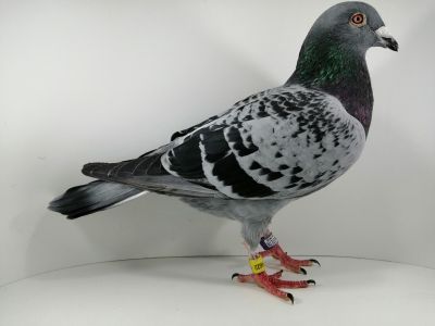 FLOREK  RYSZARD    PL-0411-19-4622  SAMIEC    LINIA GOŁĘBIA 