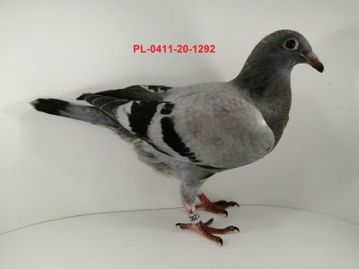 FLOREK  RYSZARD   PL-0411-20-1292    LINIA  