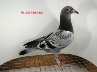 FLOREK RYSZARD PL-0411-20-1324