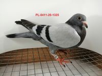 FLOREK RYSZARD PL-0411-20-1325