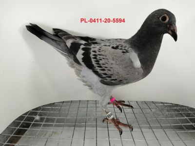 FLOREK  RYSZARD  PL-0411-20-5594   LINIA  