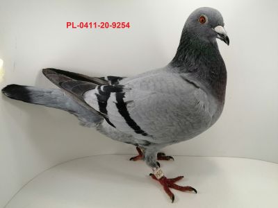 FLOREK  RYSZARD       PL-0411-20-9254         LINIA 