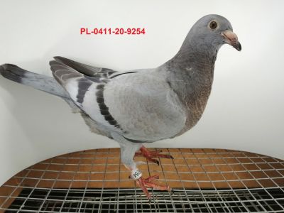 FLOREK  RYSZARD   PL-0411-20-9254      LINIA 