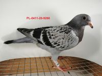 FLOREK RYSZARD PL-0411-20-9266