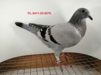 FLOREK RYSZARD PL-0411-20-9276