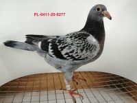 FLOREK RYSZARD PL-0411-20-9277