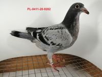 FLOREK RYSZARD PL-0411-20-9282