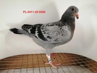 FLOREK RYSZARD PL-0411-20-9286