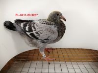 FLOREK RYSZARD PL-0411-20-9287 LINIA