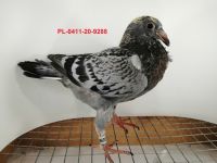 FLOREK RYSZARD PL-0411-20-9288