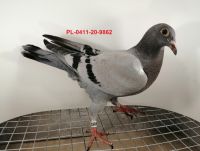 FLOREK RYSZARD PL-0411-20-9862 LINIA