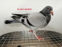 FLOREK RYSZARD PL-0411-20-9870 LINIA