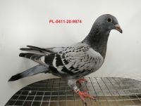 FLOREK RYSZARD PL-0411-20-9874 LINIA