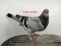 FLOREK RYSZARD PL-0411-20-9879 LINIA