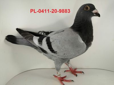 FLOREK  RYSZARD   PL-0411-20-9883     LINIA 