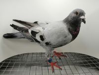 FLOREK RYSZARD PL-0411-21-10391 LINIA