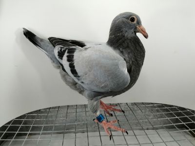 FLOREK  RYSZARD   PL-0411-21-6932  LINIA   