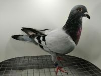 FLOREK RYSZARD PL-0411-21-6979 LINIA