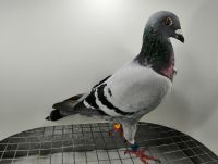 FLOREK RYSZARD PL-0411-21-6982 LINIA