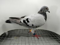FLOREK RYSZARD PL-0411-21-6989 LINIA