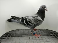 FLOREK RYSZARD PL-0411-21-7651 LINIA