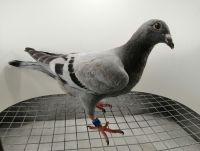 FLOREK RYSZARD PL-0411-21-7658 LINIA