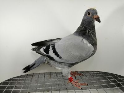 FLOREK  RYSZARD      PL-0411-22-2024     LINIA 